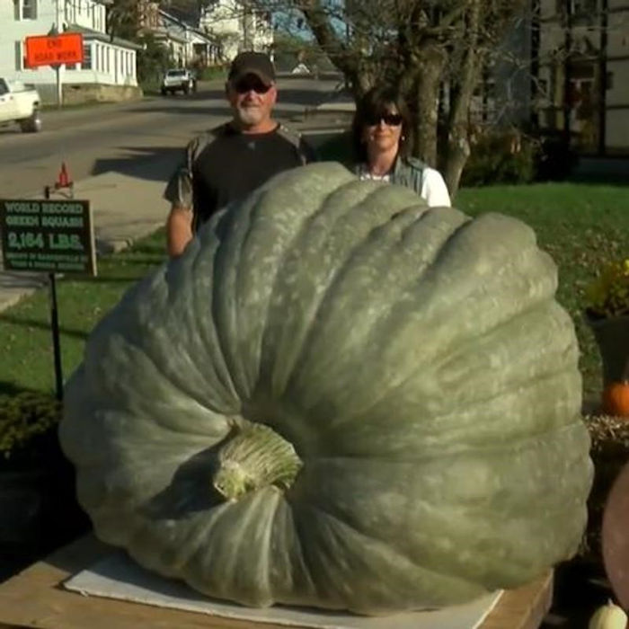 dills atlantic pumpkin