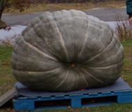 Show King Squash Package