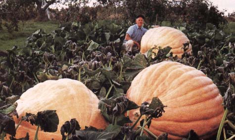 dills atlantic pumpkin